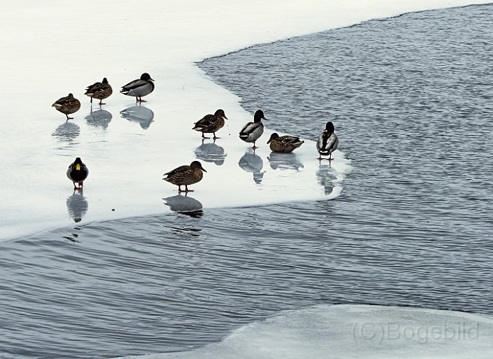 Åsunden vinter9.jpg